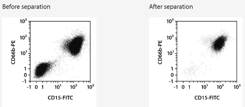 Separation of a whole blood sample using the StraightFrom Whole Blood CD15 MicroBeads and the MultiMACS Cell24 Separator Plus with the Single-Column Adapter and Whole Blood Columns without washing step after labeling. Cells were fluorescently stained with CD15-FITC, CD66b-PE, as well as CD45‑VioBlue and analyzed by flow cytometry using the MACSQuant Analyzer. Cells were triggered via CD45-VioBlue, cell debris and dead cells were excluded from the analysis based on scatter signals and propidium iodide fluorescence.